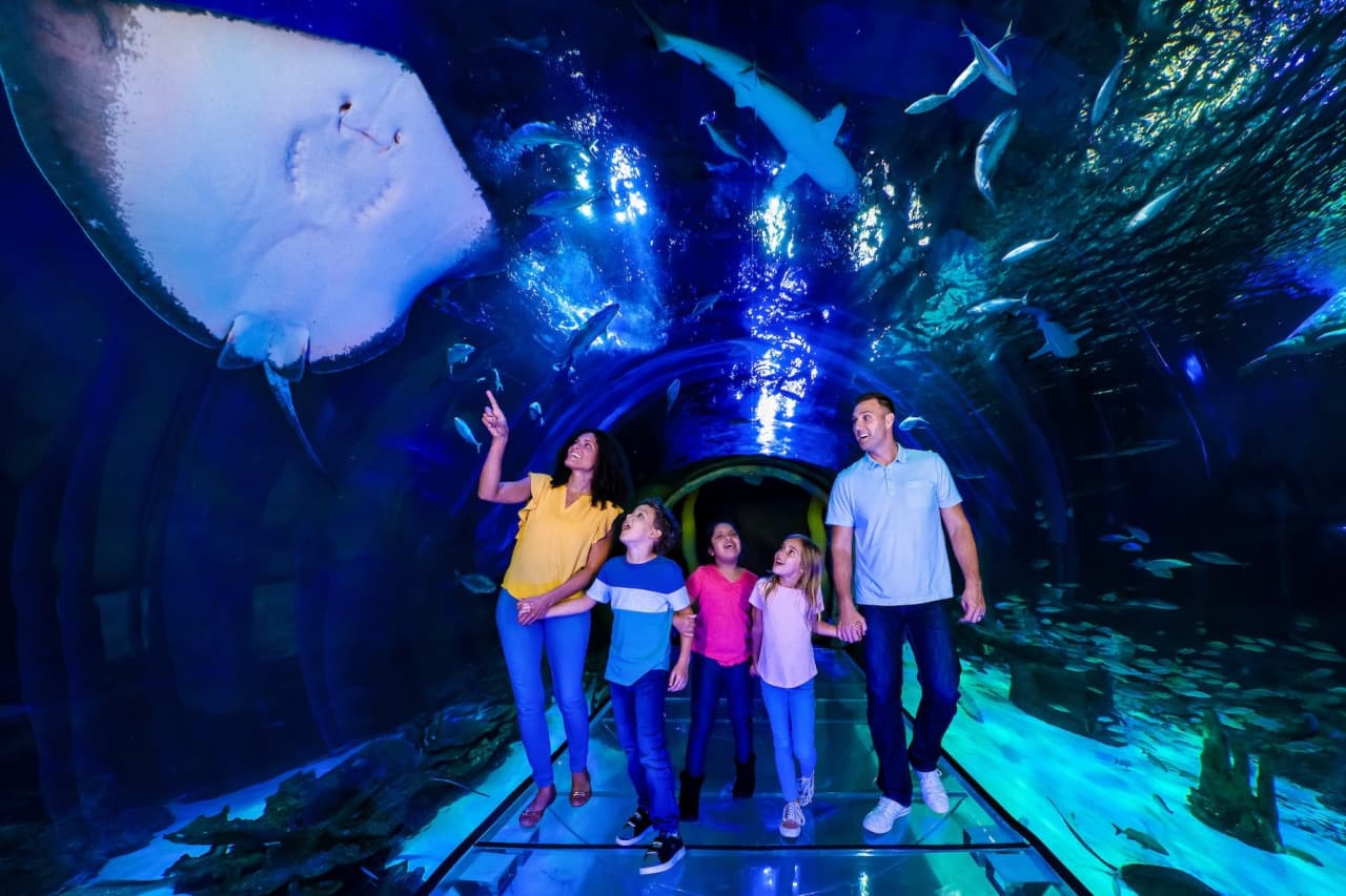 COMBO: The Merlin Florida Ticket - Admission to 7 Family Attractions - image 13